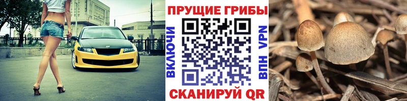 наркошоп Чишмы Псилоцибиновые грибы мицелий
